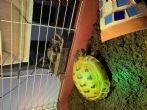 Horsfield : Female approx 4 years old (Terry)